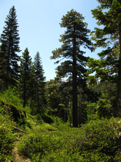 Entering forest and meadow in Underwood Valley on Mount Reba